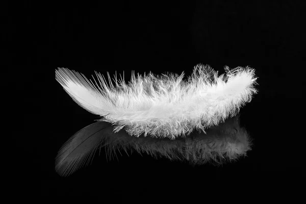 White feather on black reflective background — Stock Photo, Image