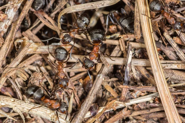 Nahaufnahme von Waldameisen (formica rufa) beim Nestbau — Stockfoto