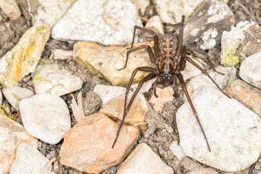 İngiliz ev örümcek (Tegenaria duellica)