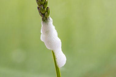 Guguk kuşu tükürük Froghopper perisi (Phila tarafından kurulan bir lavanta kök üzerinde