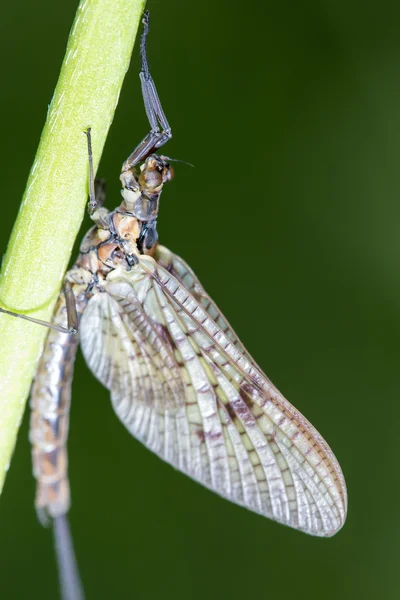 Makro för en Dagsländor eller Shadfly klamrar sig fast vid en stam — Stockfoto