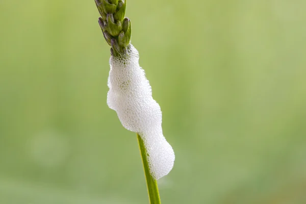 Cuckoo Spit on a Lavender Stem formed by Froghopper nymph (Phila — Stock Photo, Image