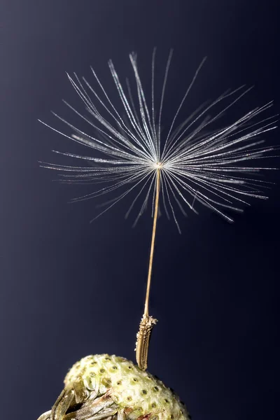 Semente de dente de leão único ainda ligado à cabeça da flor — Fotografia de Stock