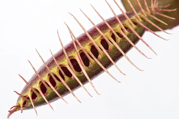 Fechar-se de uma armadilha fechada da mosca do venus (muscipula de Dionaea) em um whi — Fotografia de Stock