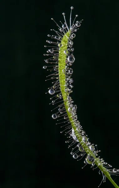 แมคโครของใบของพืชน้ําค้างที่กินได้ (Drosera capensis ) — ภาพถ่ายสต็อก