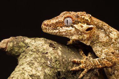profilde Gargoyle gecko (rhacodactylus auriculatus)