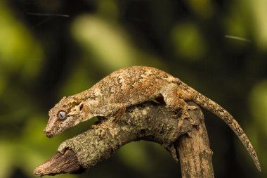 profilde Gargoyle gecko (rhacodactylus auriculatus)
