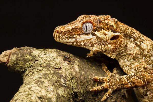 Gargoyle Gecko (Rhacodactylus auriculatus) de profil — Photo