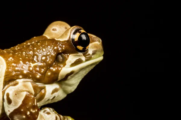 Mission golden-eyed tree frog or Amazon milk frog (Trachycephalu — Stock Photo, Image