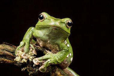 (kayma ya da uçan) Vietnam mavi ağaç kurbağası (polypedates denny