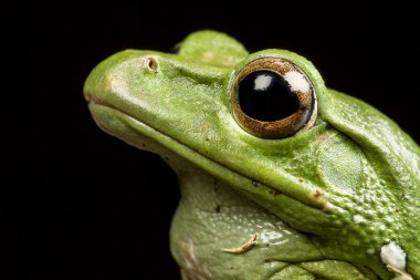 (kayma ya da uçan) Vietnam mavi ağaç kurbağası (polypedates denny