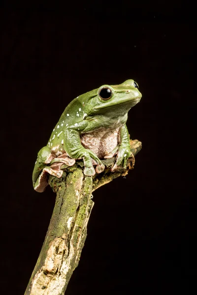 Rana de árbol azul vietnamita (planeando o volando) (Polypedates denny — Foto de Stock