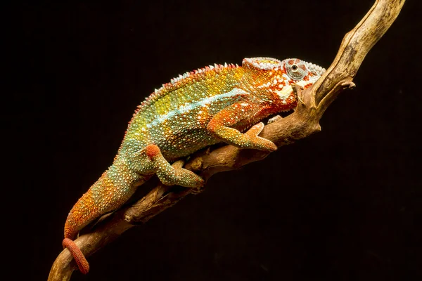 Panther Chameleon (Furcifer pardalis) — Stock Photo, Image