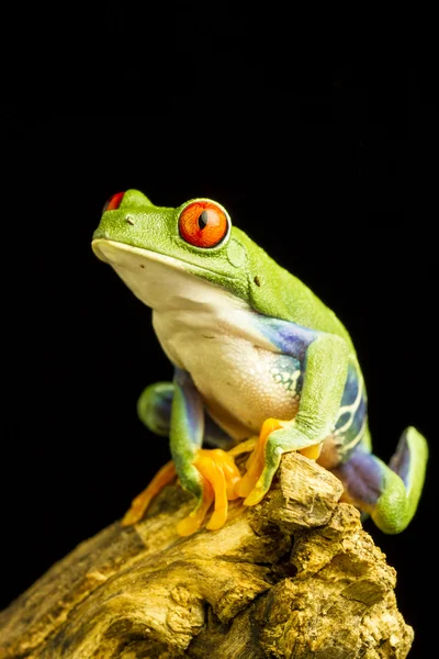 Червоні очі зеленого дерева жаба (agalychnis callidryas) — стокове фото