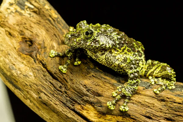 Mossy Frog (Theloderma corticale) — Stock Photo, Image
