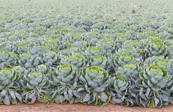Feld von Rosenkohl sprießt Pflanzen (brassica oleracea) — Stockfoto