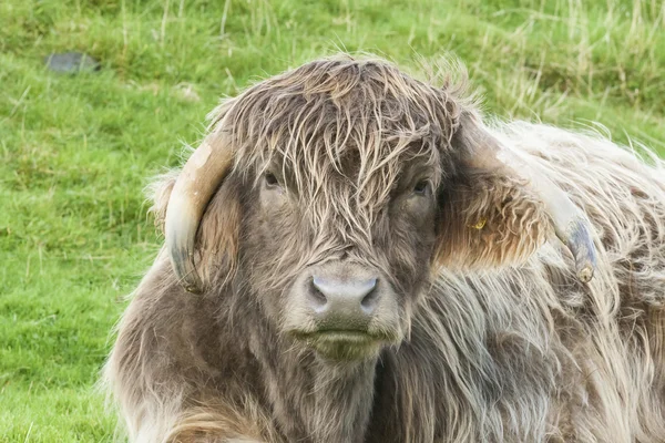 Primo piano della mucca delle Highlands incrociate — Foto Stock