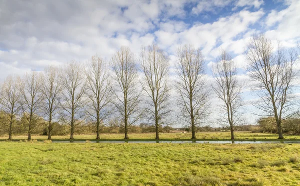 Stream meandering through a field lined by trees — Stock Photo, Image