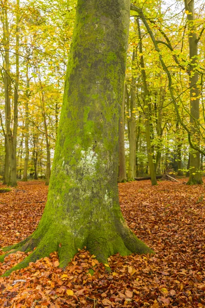 English Beech Forest in Autumn — Stock Photo, Image