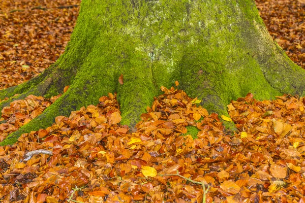 Floresta de faia Inglês no Outono — Fotografia de Stock