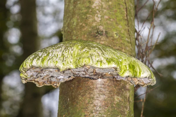 Bracket fungus — Stock Photo, Image