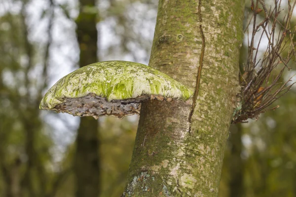 Bracket fungus — Stock Photo, Image