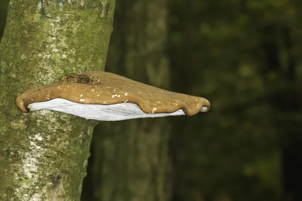 Bracket fungus — Stock Photo, Image