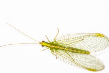 Bir Lacewing (Chrysoperla carnea yakın çekim