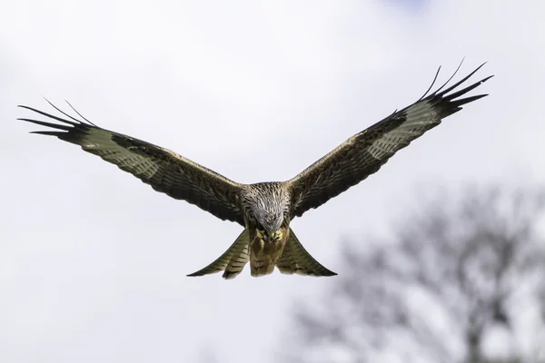 Cometa roja (Milvus milvus) alimentándose en vuelo —  Fotos de Stock