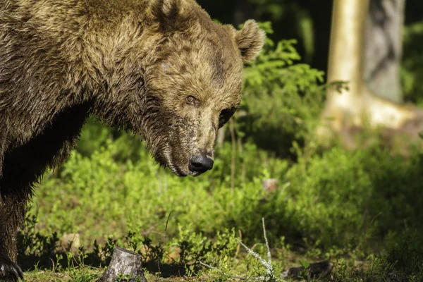 オスのヒグマ (Ursus arctos の肖像画) — ストック写真