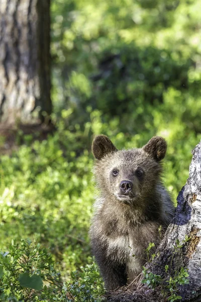 Boz ayı yavrusu (Ursus arctos) dikkatli ormanda — Stok fotoğraf