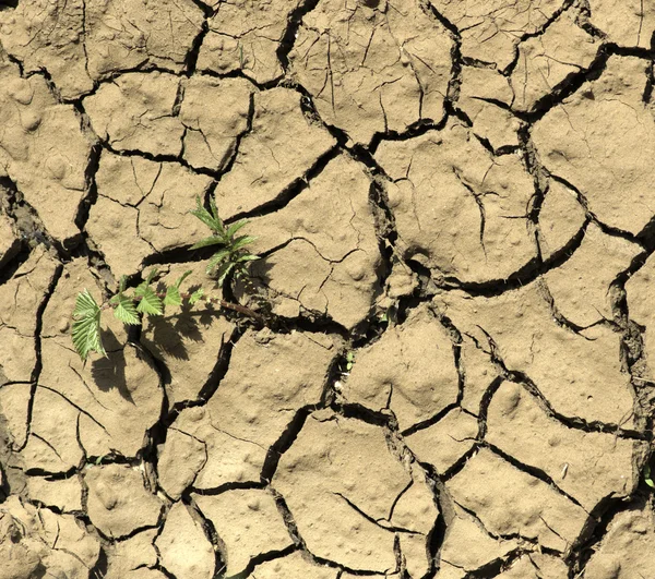 Plant growing from a crack in otherwise dry mud — Stock Photo, Image