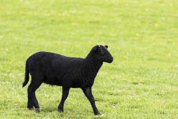 Young black horned lamb walking to the right — Stock Photo, Image