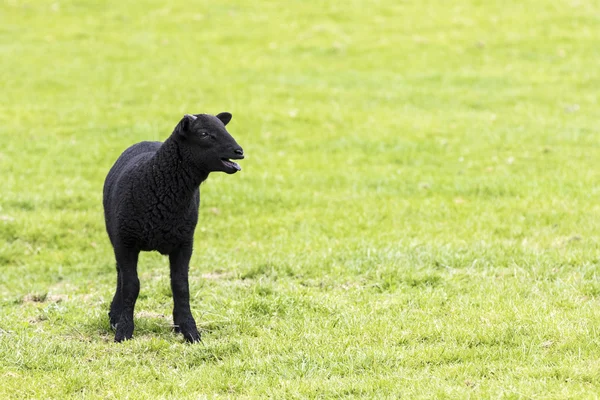 Junges gehörntes schwarzes Lamm blökt — Stockfoto