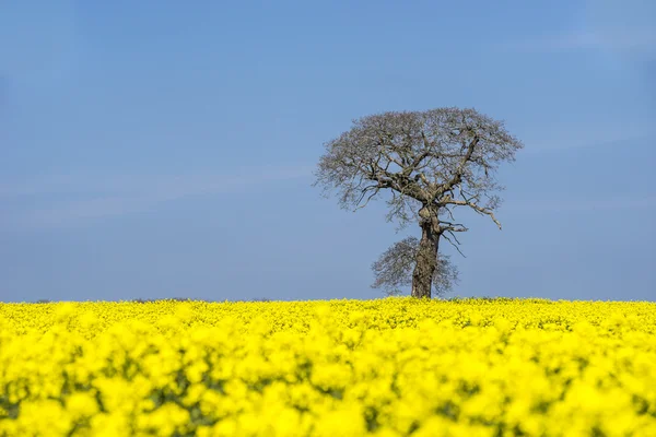 Árvore num campo de colza oleaginosa — Fotografia de Stock