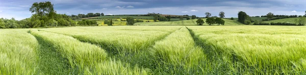 Panorama de un campo de trigo en primavera —  Fotos de Stock