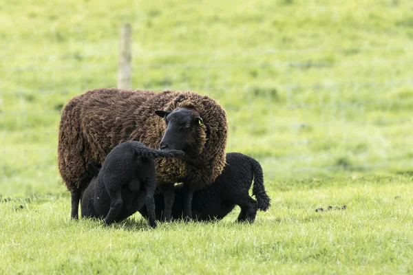 Mutterschaf säugt schwarze Lamm-Zwillinge — Stockfoto