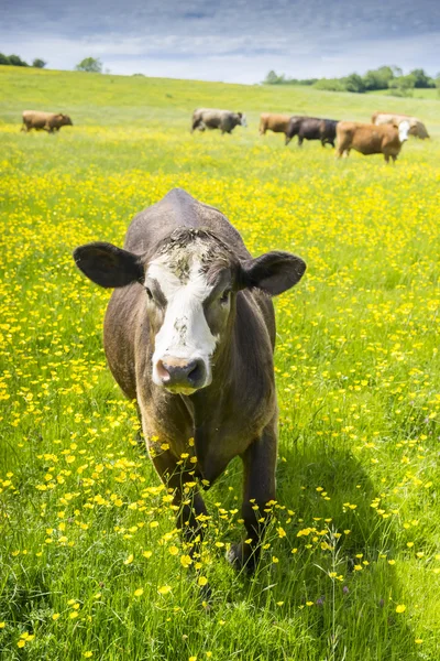 Одна корова приближается к камере в поле лютиков — стоковое фото