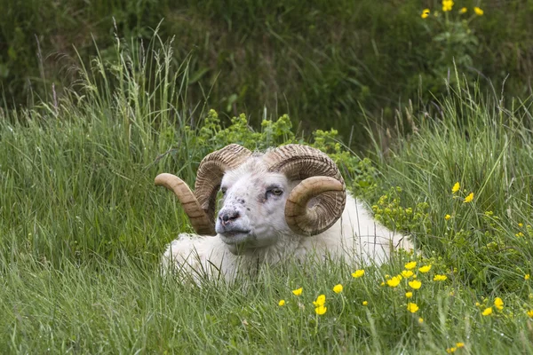 Icelandic Sheep Ram — Stock Photo, Image