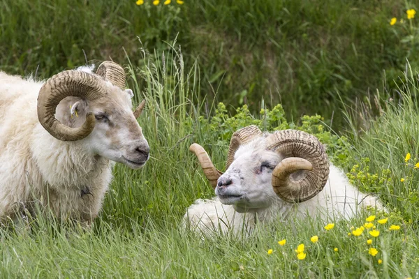 İki İzlanda koyun Rams — Stok fotoğraf