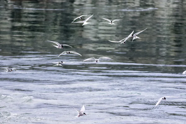 Arctic kırlangıçlar (sterna paradisaea) için uçuş avcılık sürüsü — Stok fotoğraf