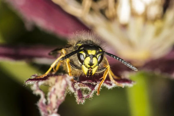 Macro de avispa común (Vespula vulgaris ) —  Fotos de Stock