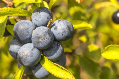 Bir İngiliz telaşı içinde olgunlaşmış vahşi sloes, yakın çekim
