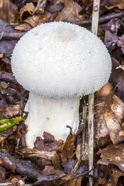 Bianco autunno puffball fungo (Lycoperdon perlatum) crescente throu — Foto Stock