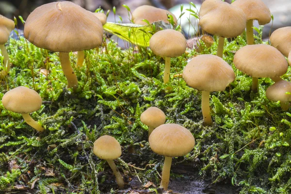 Fungi growing on rotting wood through a carpet of moss — Stock Photo, Image