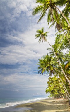Tropical palm fringed beach clipart