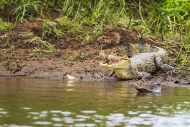 cayman (Kayman crocodilus fuscus) 