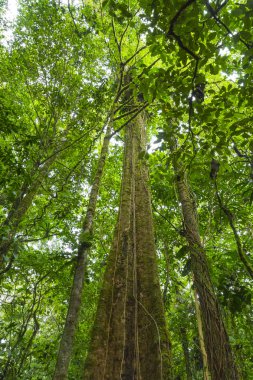 Kosta Rika yağmur ormanı
