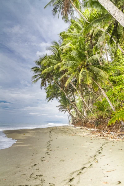 熱帯での足跡の 2 つセットやし縁取られたビーチ ストック写真