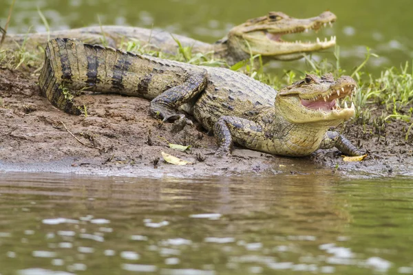 2 カイマン (Caiman crocodilus fuscus) ストックフォト